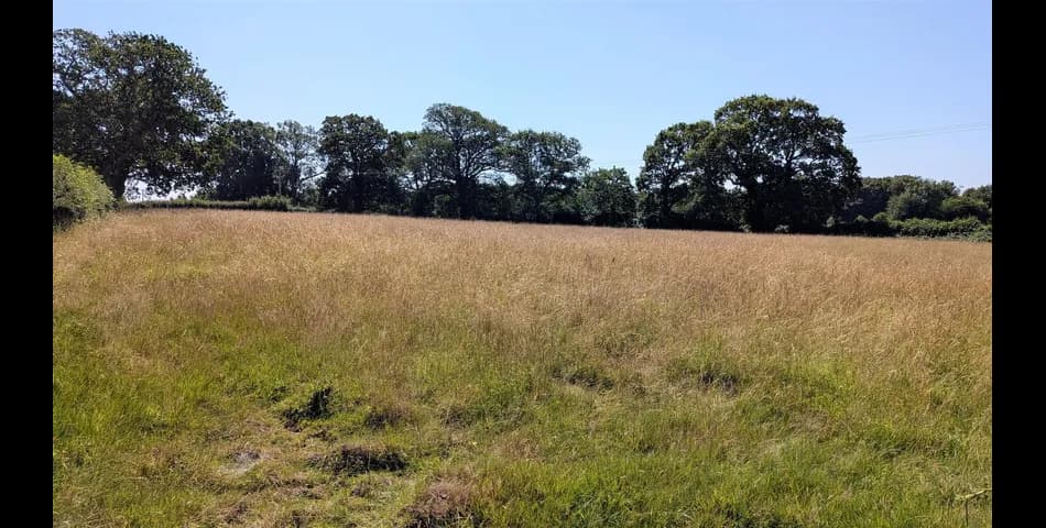Freehold Grassland at Pincushion Corner