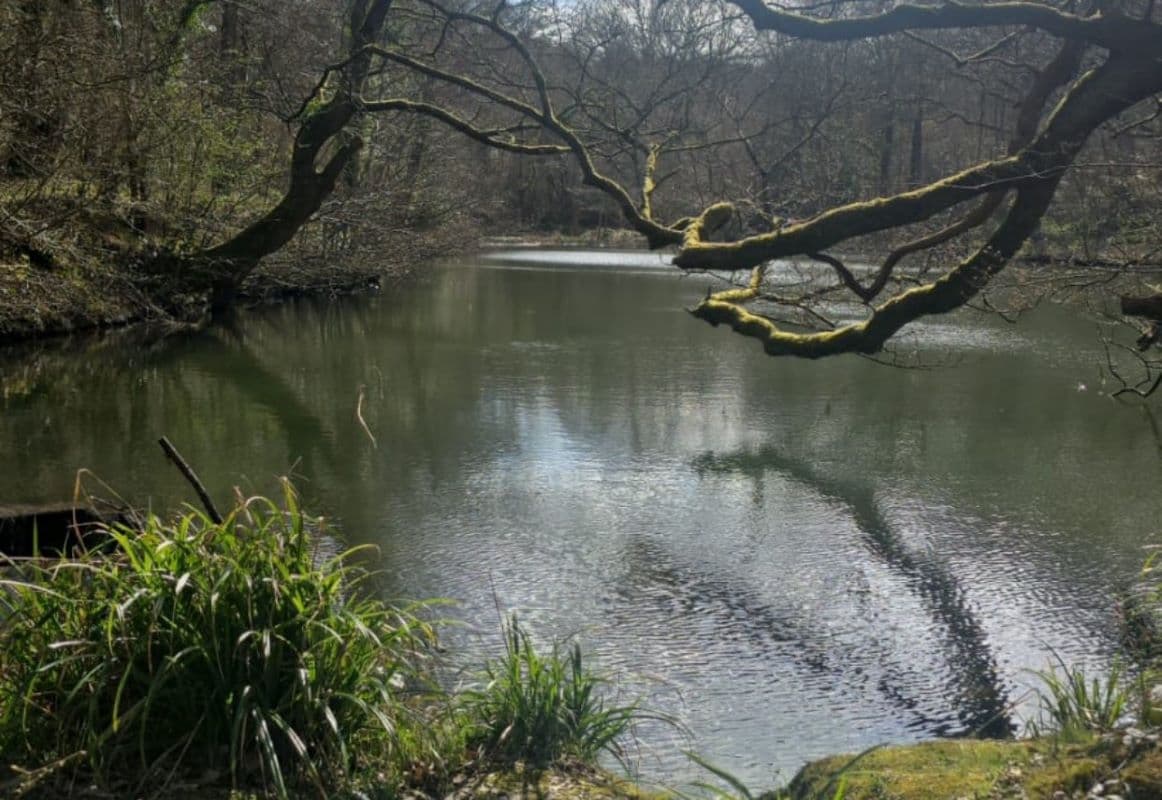 Brokes Wood Lake - Six Acres of Ancient Woodland with a Private Lake