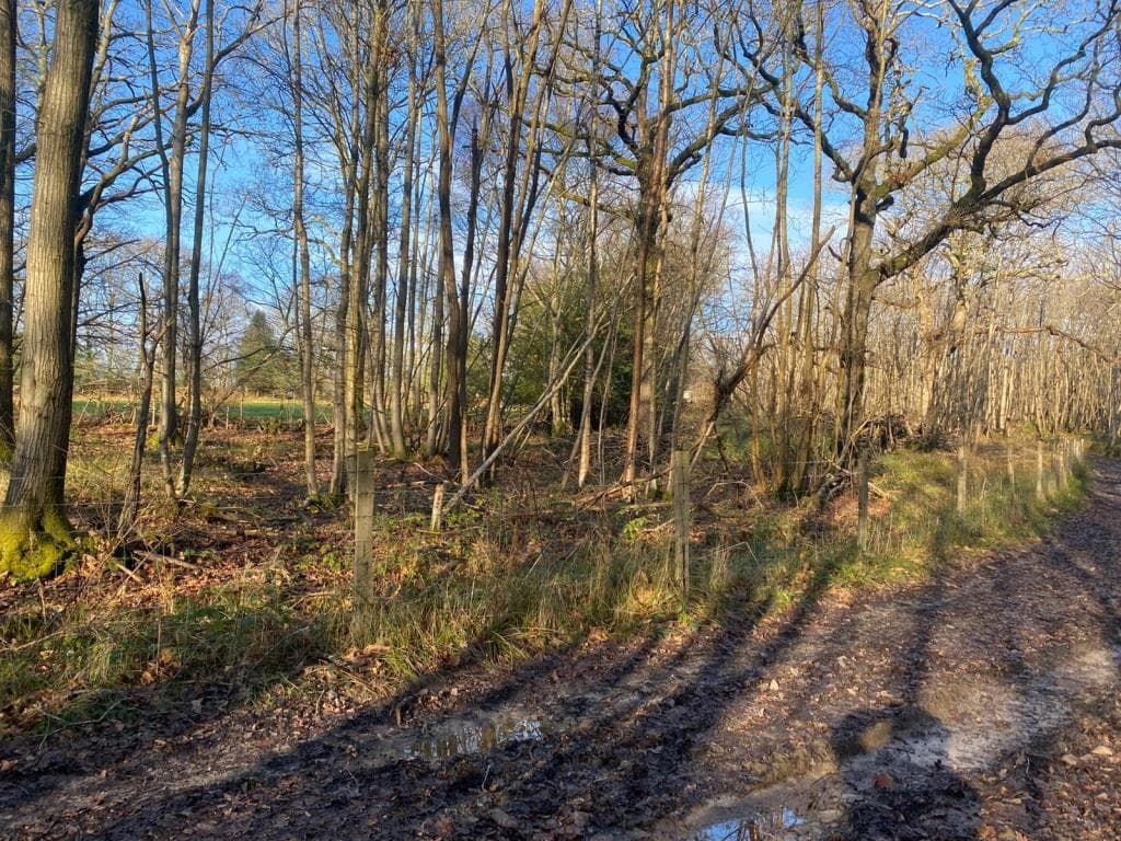 0.59 Acres Of Freehold Woodland
