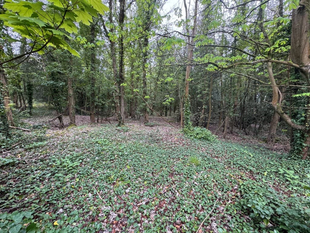 Approx 1.7 Acres Woodland