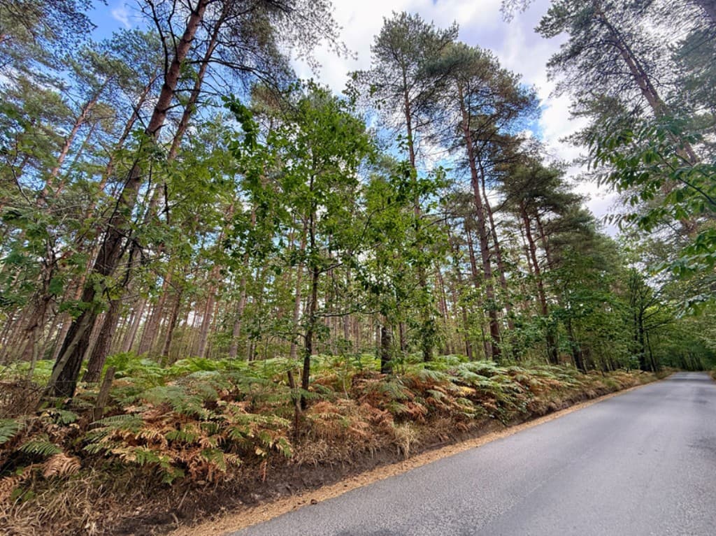 Over 13.5 Acres Of Woodland
